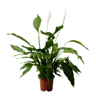 eure lasam spathiphyllum plante en pot